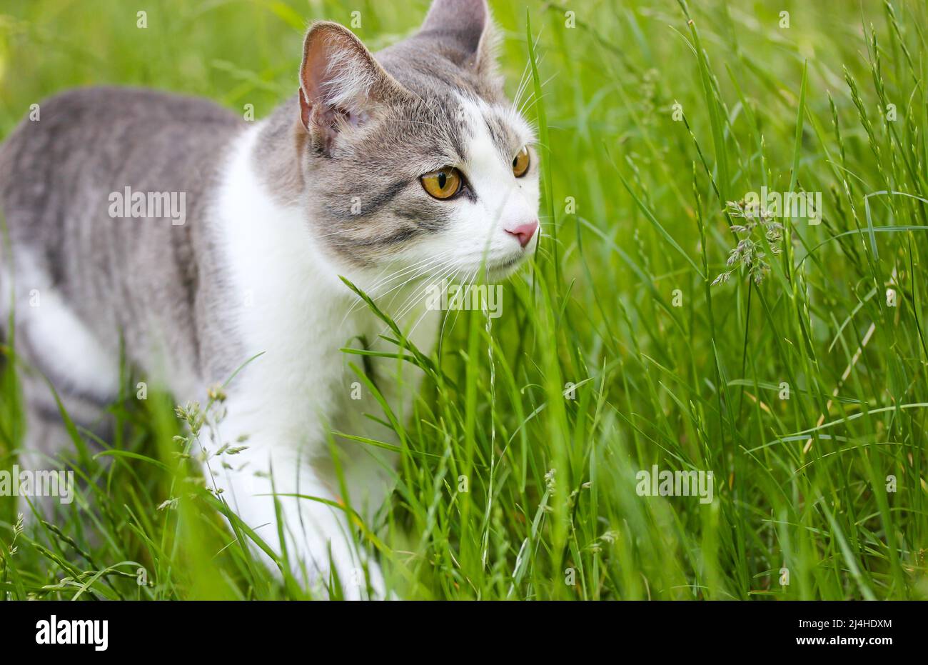 Pasture kugle bag Tabby bicolor white gray hunter cat with yellow eyes walking in high green  grass in spring. Feline outdoors in nature at summer day. Kat, gato, katt  Stock Photo - Alamy