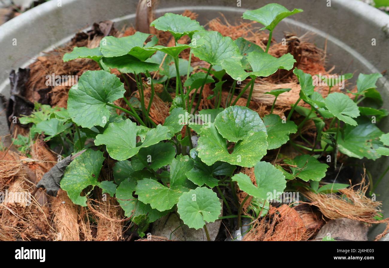 Side view of Centella asiatica plant in a plastic pot with coconut husks around to protect from moisture Stock Photo