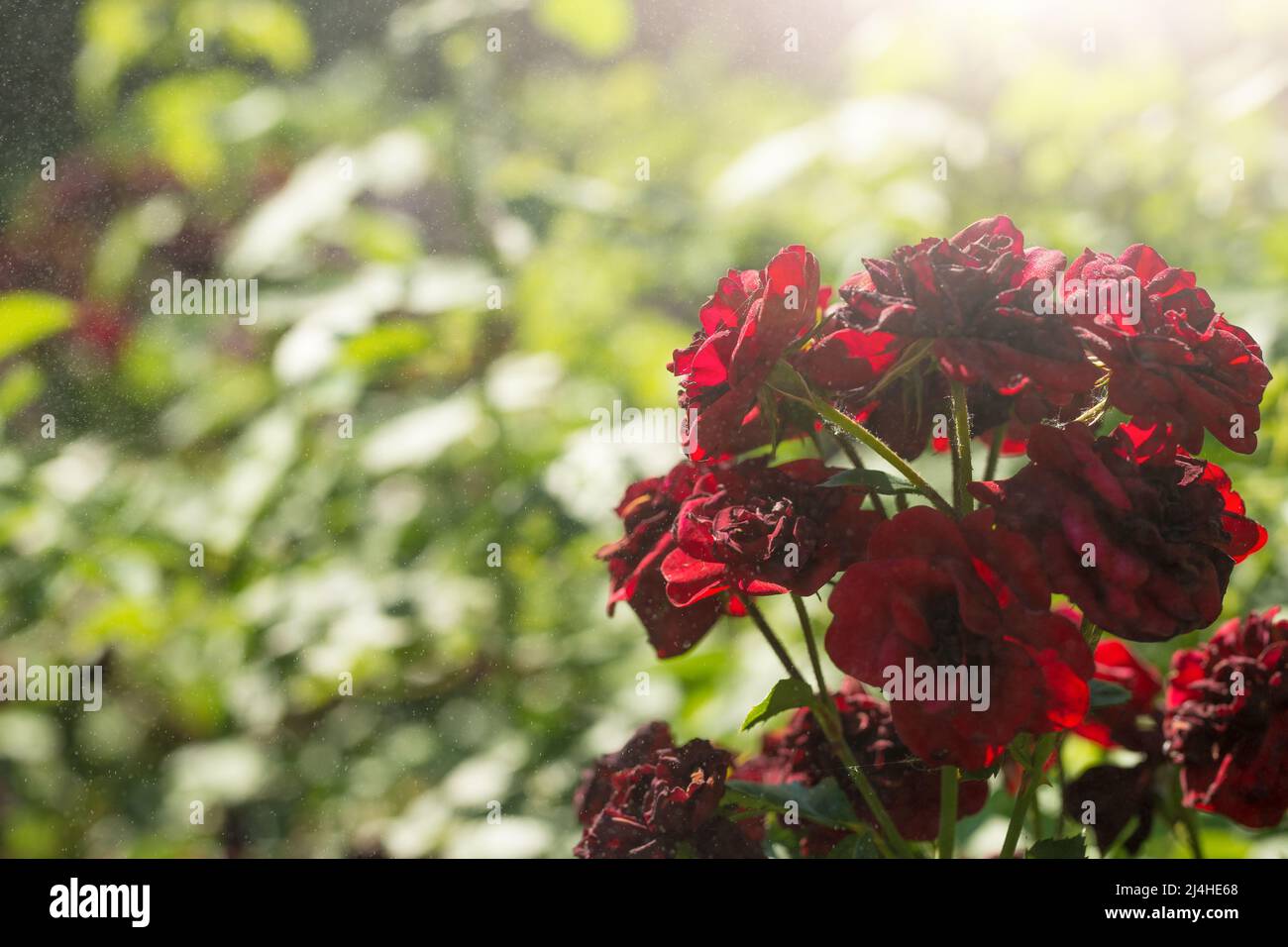 Red Roses Sunlight Red roses with splashes of water and sunlight Stock Photo - Alamy