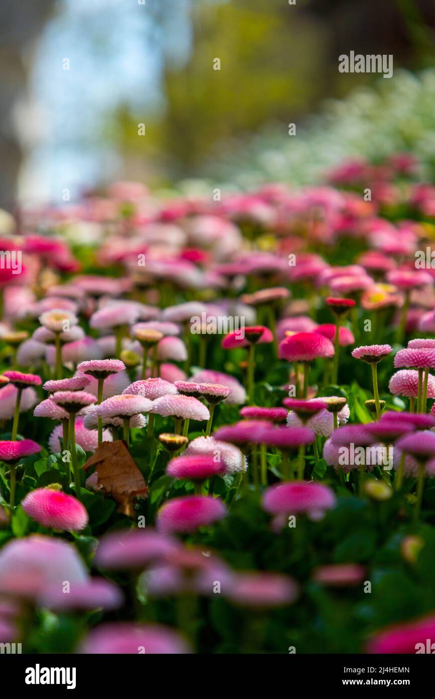 Colorful china annual aster flowers in a zrinjevac park in zagreb Stock Photo