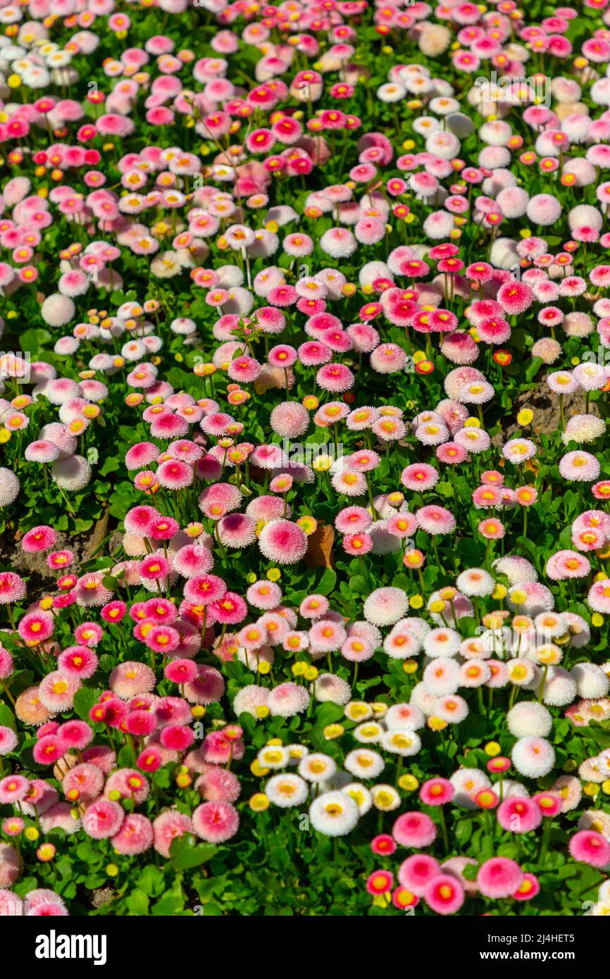 Colorful china annual aster flowers in a zrinjevac park in zagreb Stock Photo