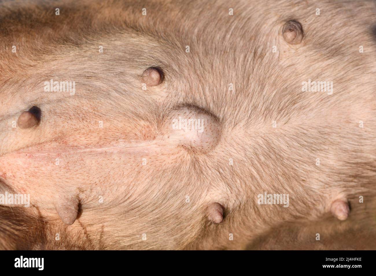 Umbilical Hernia in dog. Bulldog belly with outward bulging around the umbilicus Stock Photo