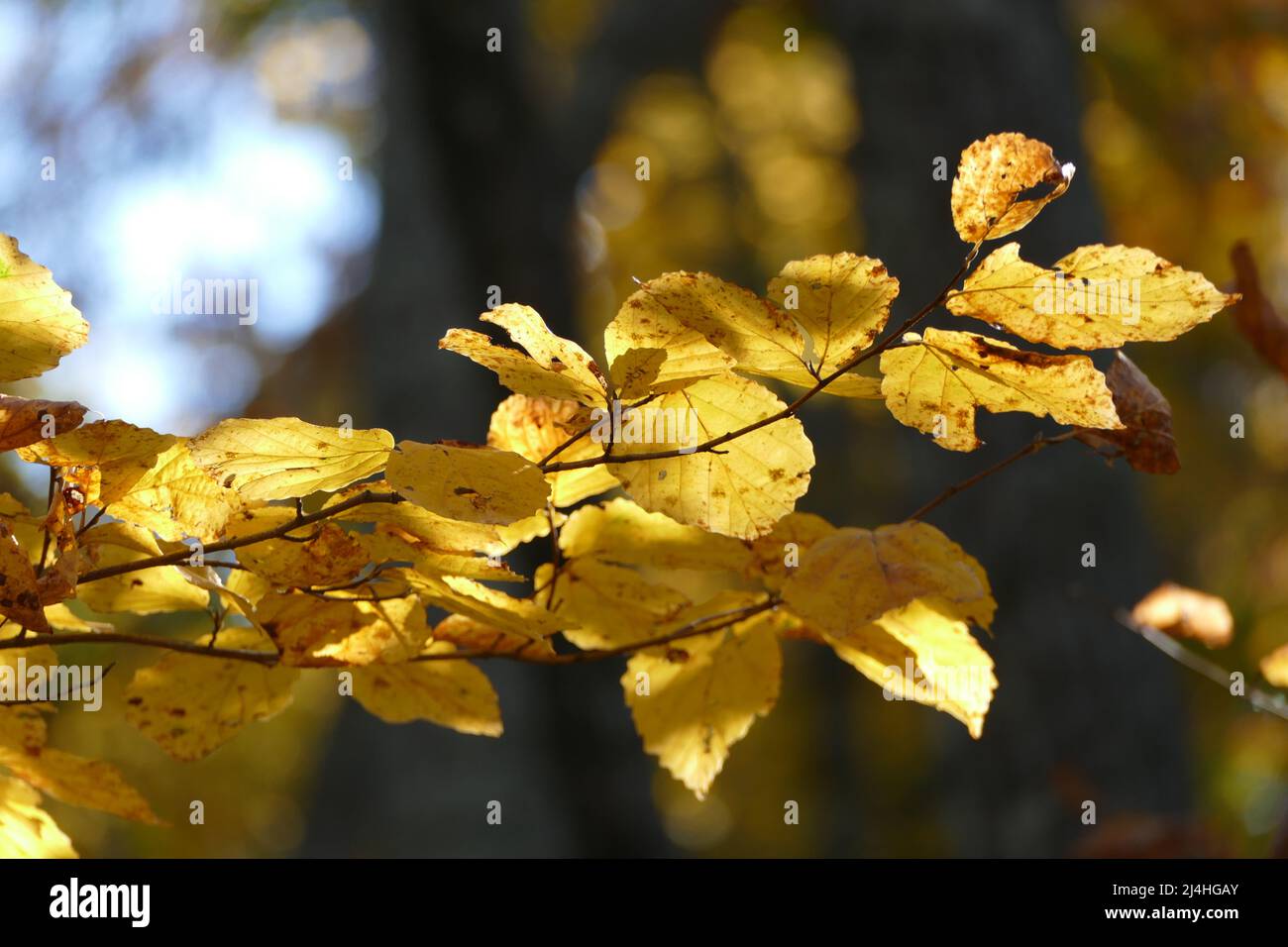 Sunlight Through Leaves in Fall Stock Photo