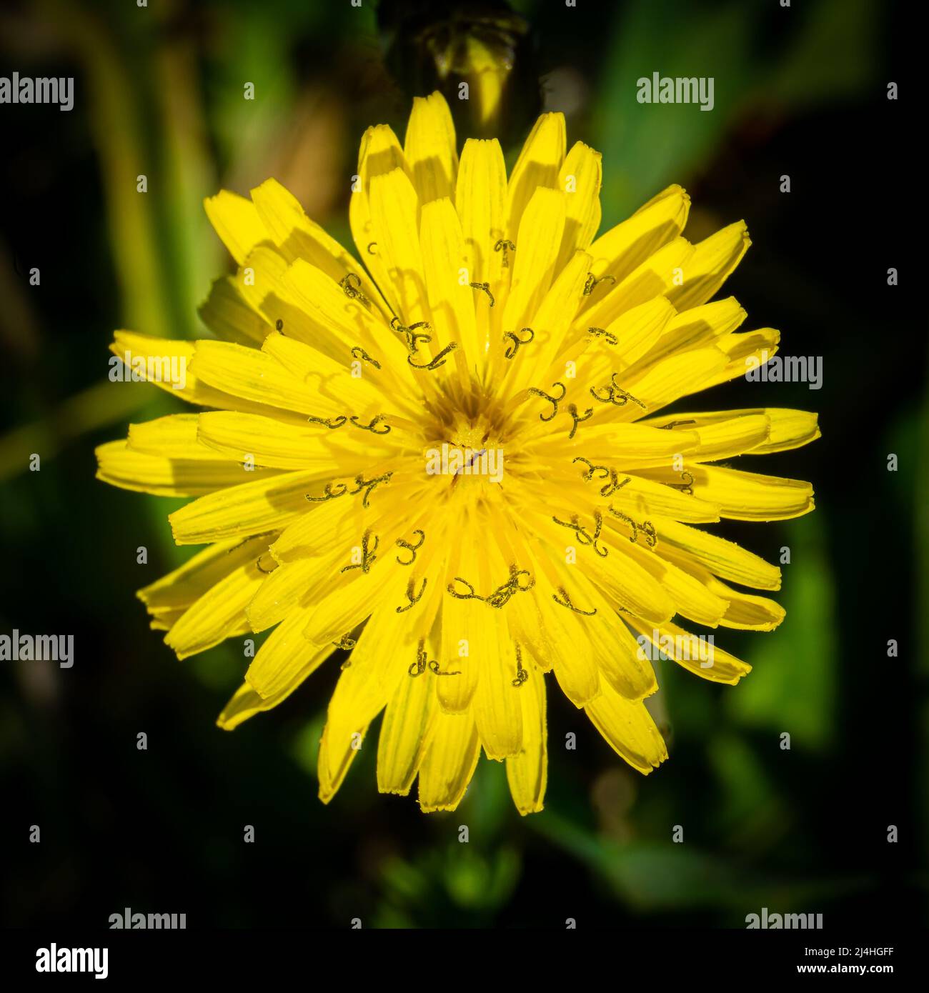 Yellow Dandelion (Taraxacum) flower isolated on green background. Beauty in nature. Stock Photo