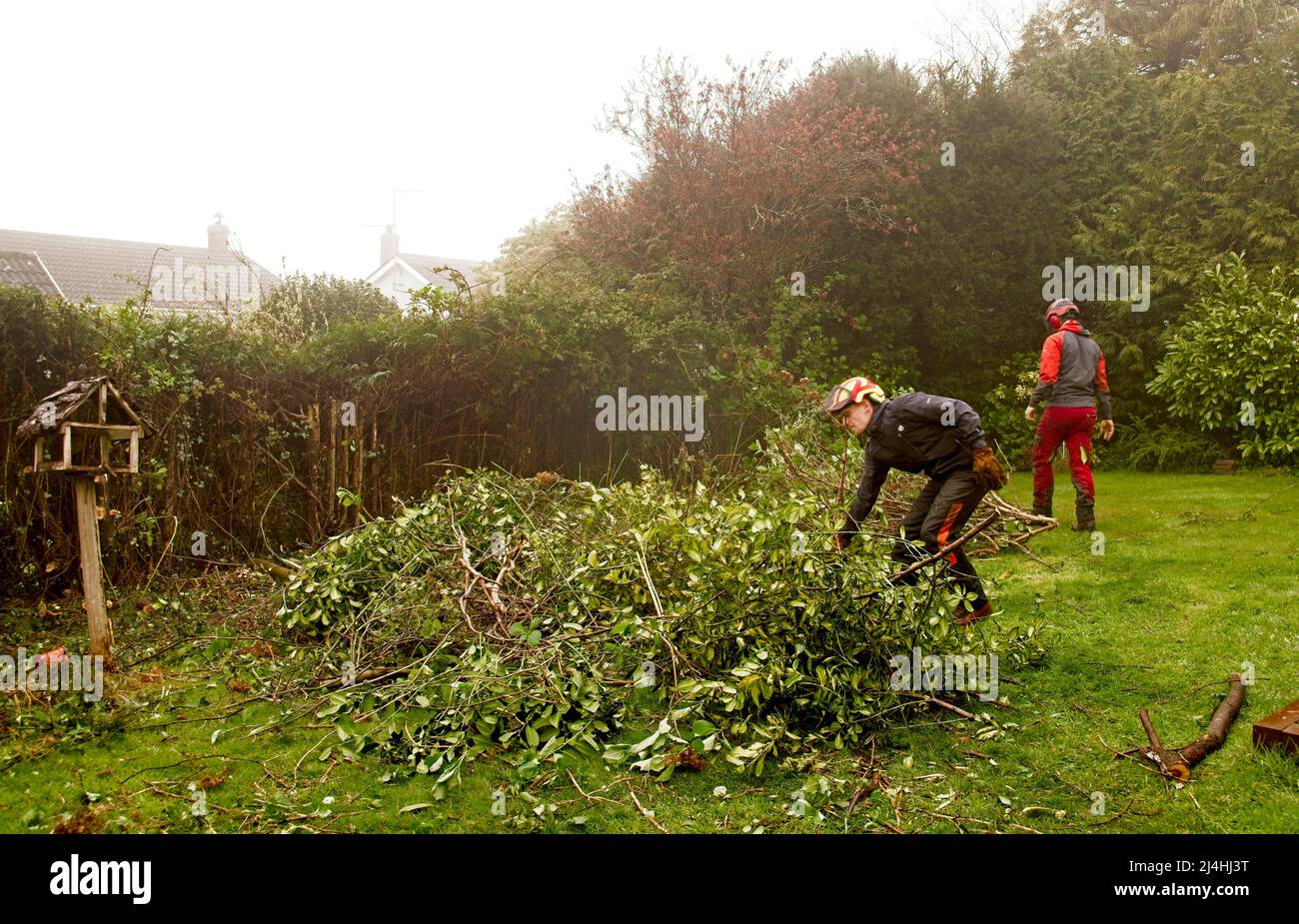 Tree and garden clearing Stock Photo Alamy