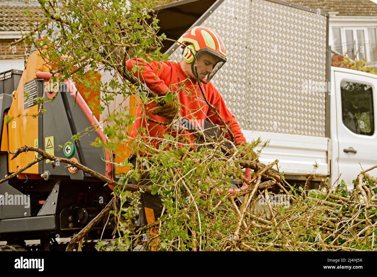 Tree and garden clearing. Stock Photo