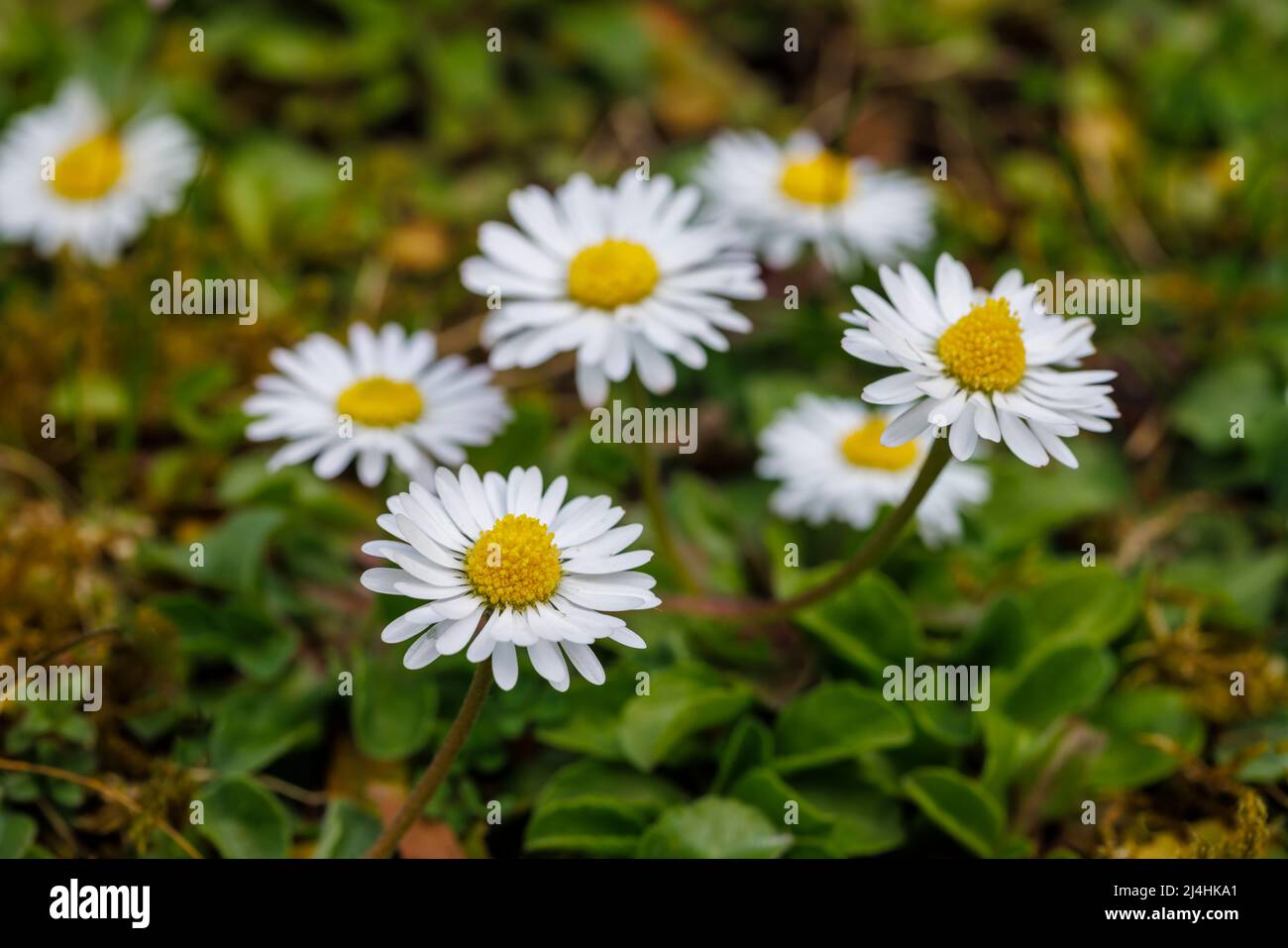 Lawn daisy (Bellis perennis), also common daisy or English daisy, a lawn weed, flowering in early spring in a garden in Surrey, south-east England Stock Photo