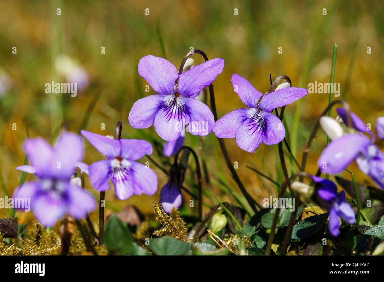 Wild violet (Common Dog-violet, Viola riviniana), a common weed growing in a lawn flowering in early spring in a garden in Surrey, south-east England Stock Photo