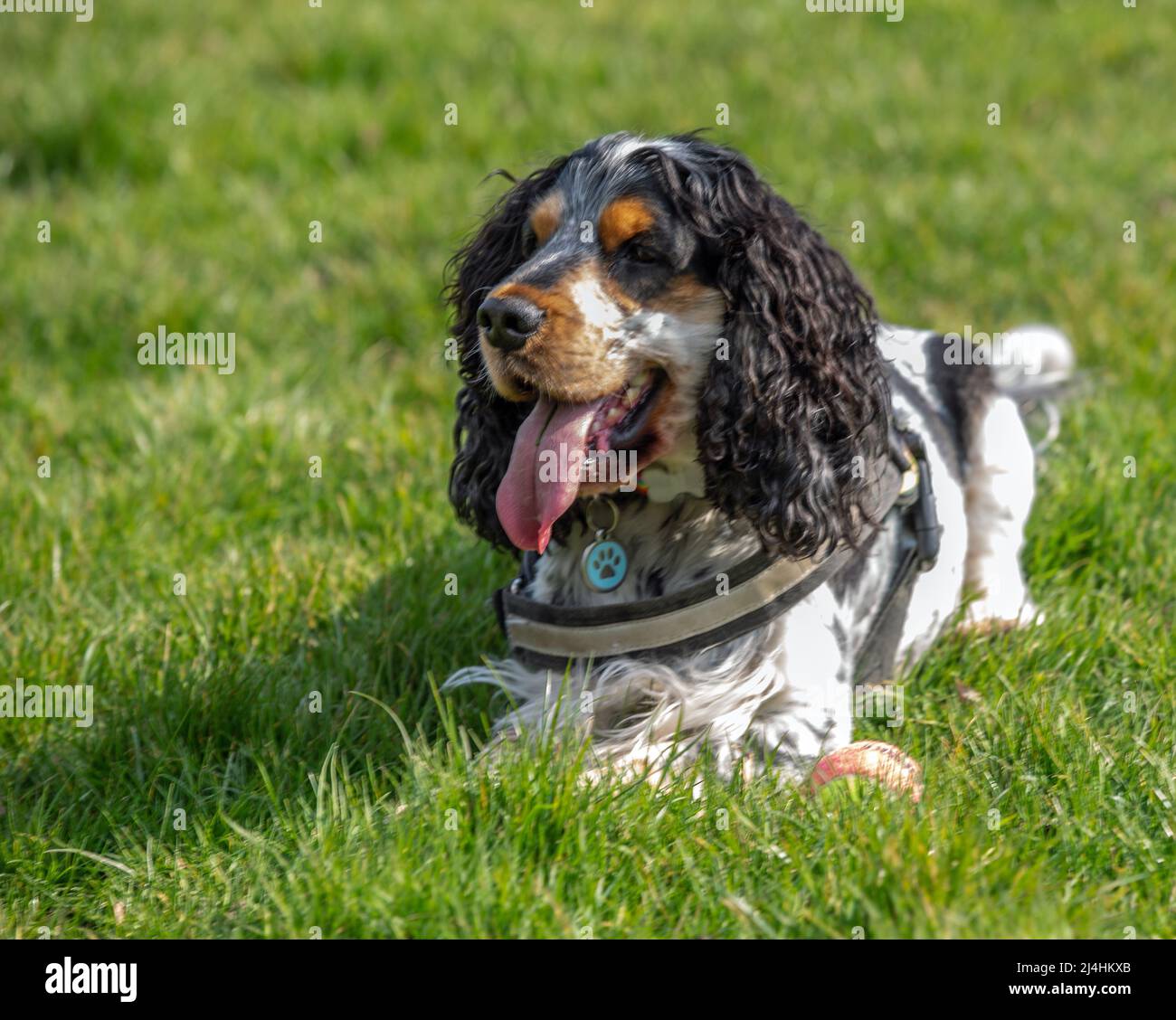 Photographer's own beautiful 4 year old tricolour Cocker Spaniel dog playing with a ball on grass on a sunny day Stock Photo