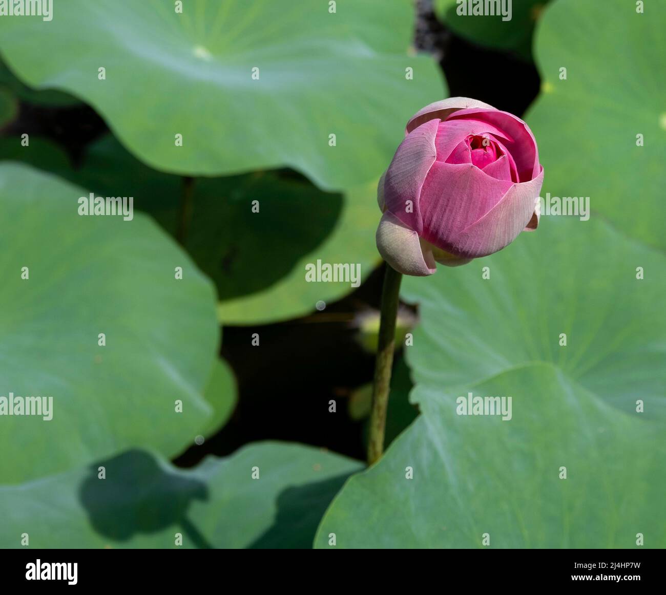 Close up top view of a pink lotus flower bud surrounded by green lily pads in pond Stock Photo