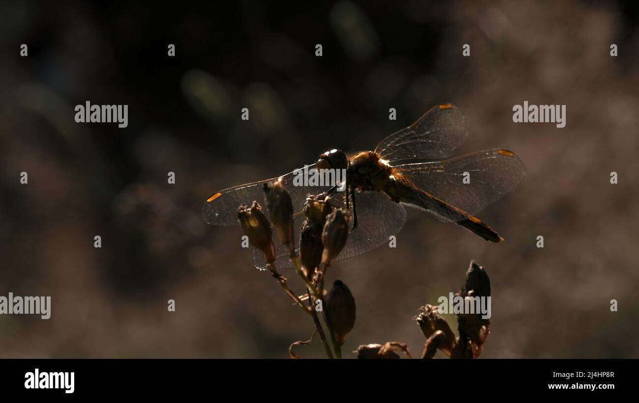 Flying insects of south east asia hi-res stock photography and images ...