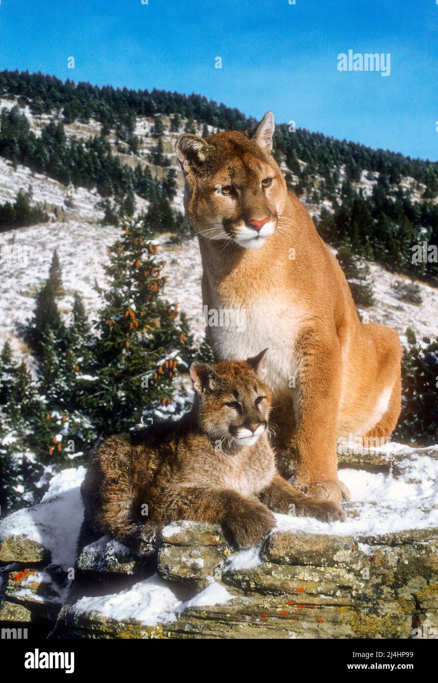 North America; United States; Montana; Bridger Mountains; Wildlife; Mammals; Mountain Lion or Cougar; Felis concolor Stock Photo