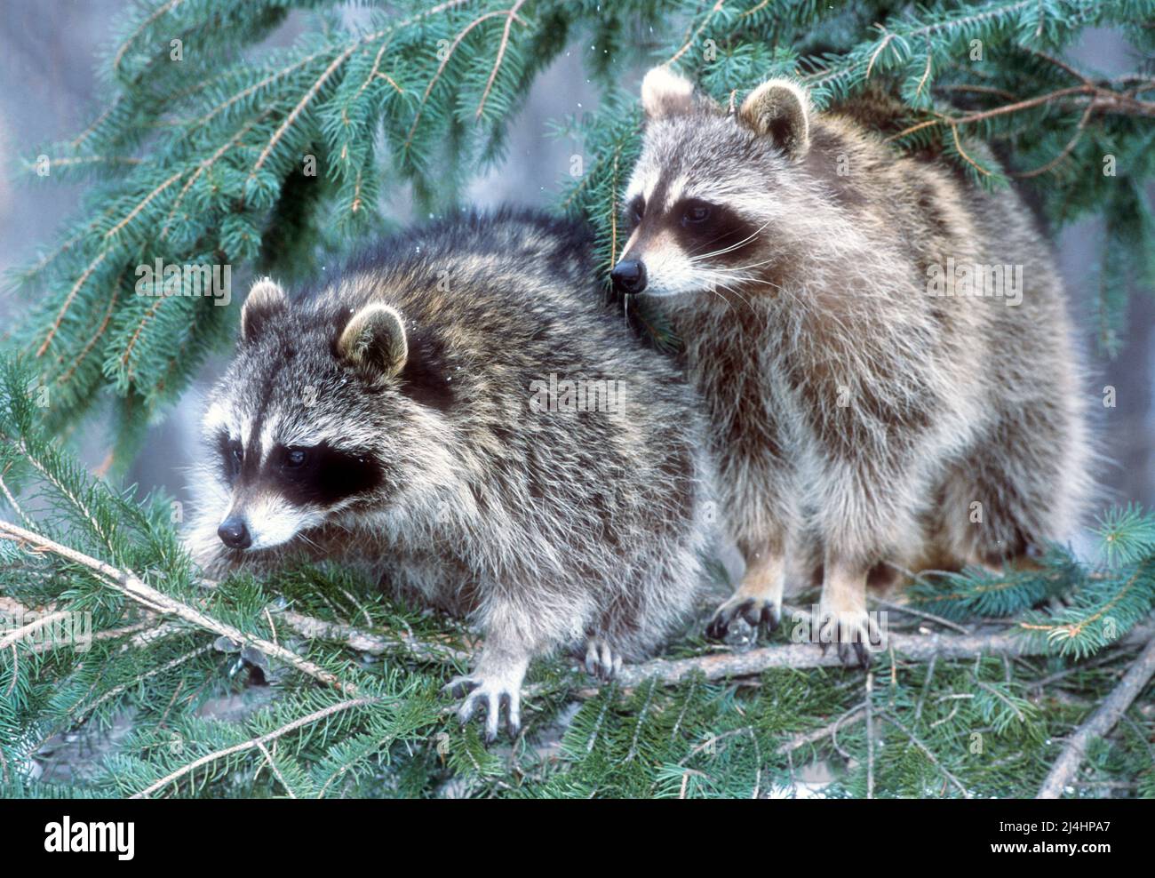 Winter Racoons Raccoons procyon lotor hi-res stock photography and images - Alamy