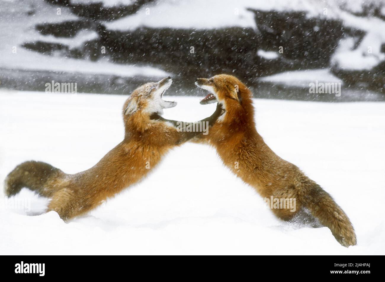 North America; United States; Montana; Wildlife; Winter; Red Fox (Vulpes vulpes) ;Territorial dispute Stock Photo