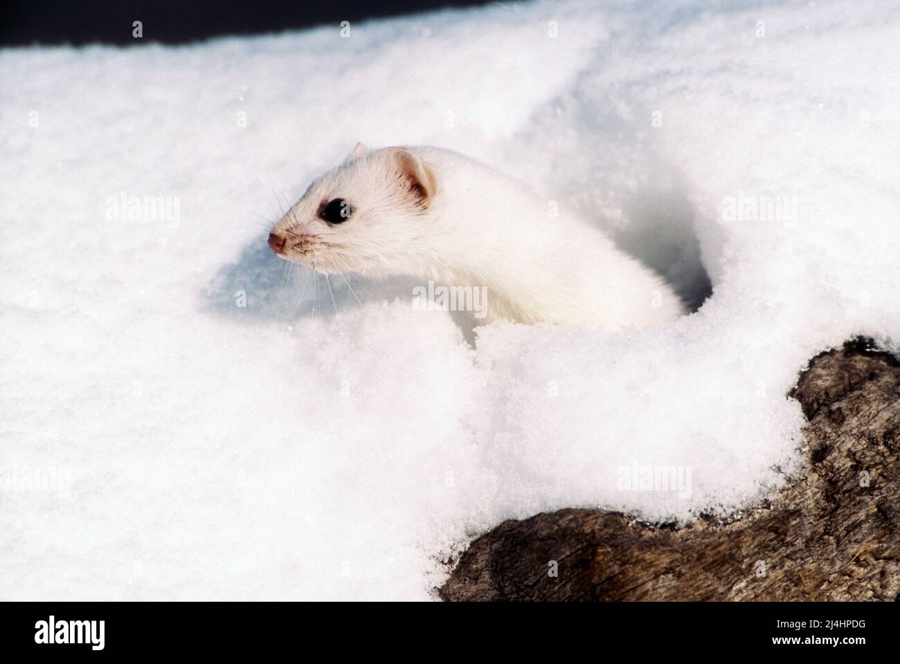 North America; United States; Alaska; Winter; Wildlife; Long-tailed weasel, or Ermine; Mustela erminea Stock Photo