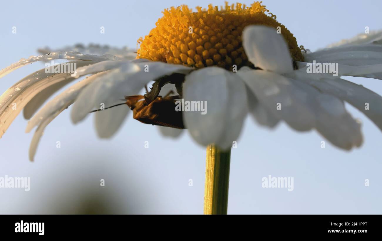 A beautiful chamomile grows in a field and insects crawl on it ...