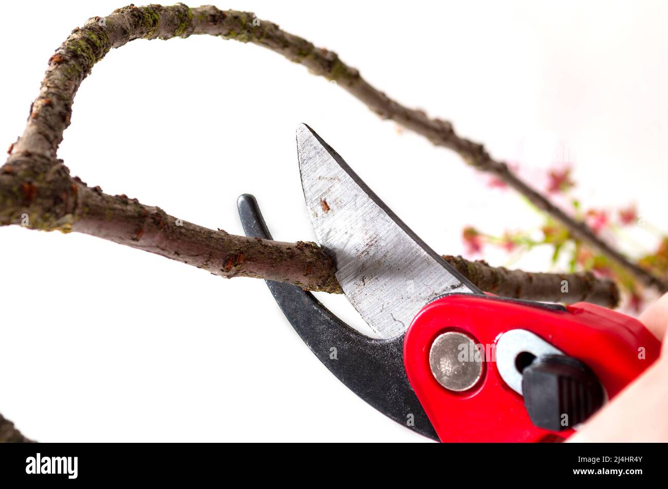 Pruning trees and trimming dead branches concept with secateurs pruning a tree branch on a white background. Pruning is a horticultural and silvicultu Stock Photo