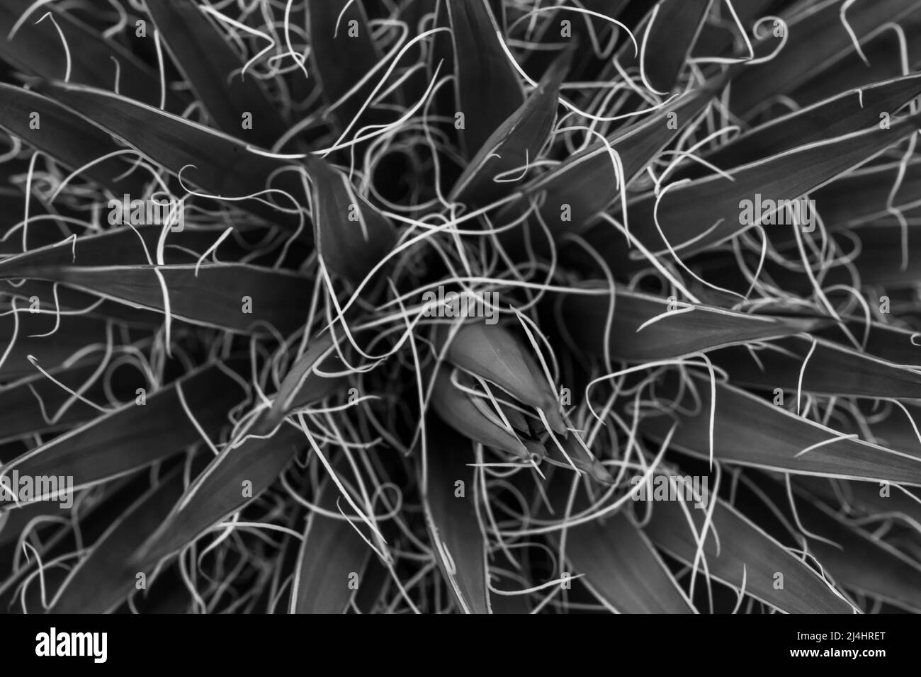Yucca Thread Yucca threads hi-res stock photography and images - Alamy