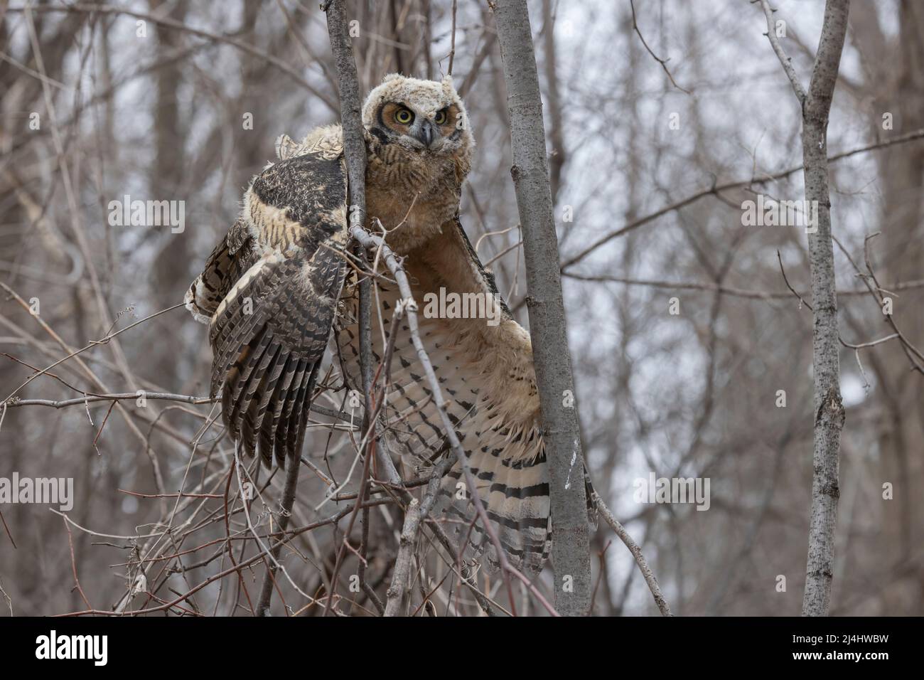 Great Horned Owl (Bubo virginianus), owlet suffering from Highly Pathogenic Avian Influenza (HPAI). This owlet was euthanized along with a sibling. Stock Photo