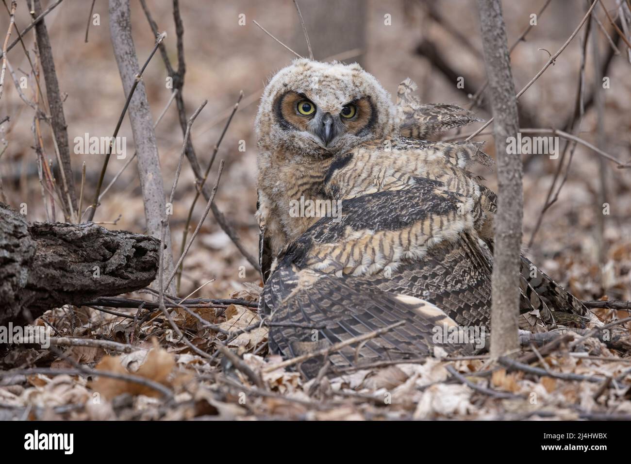 Great Horned Owl (Bubo virginianus), owlet suffering from Highly Pathogenic Avian Influenza (HPAI). This owlet was euthanized along with a sibling. Stock Photo
