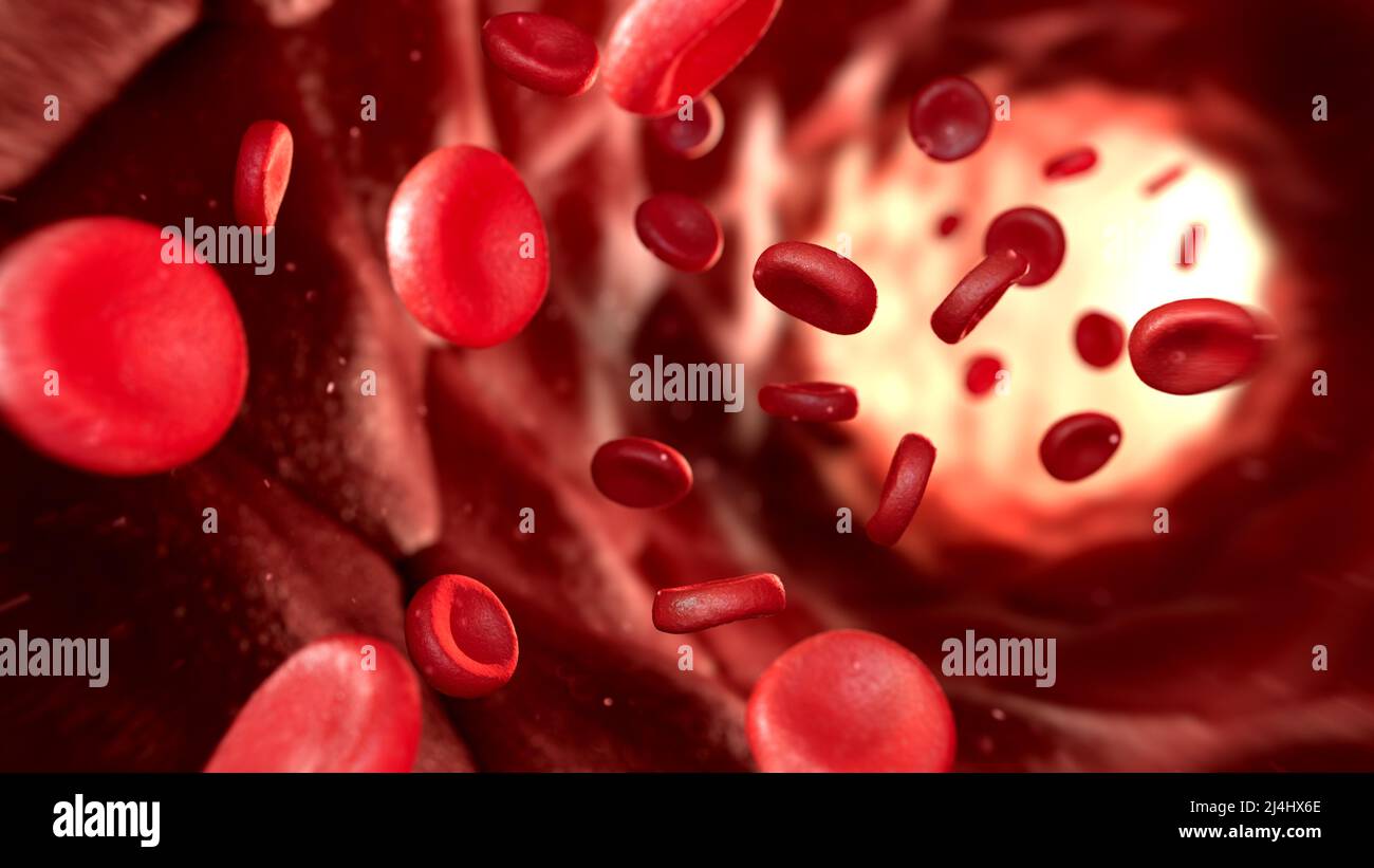 Red blood cells flowing through capillary, illustration Stock Photo - Alamy