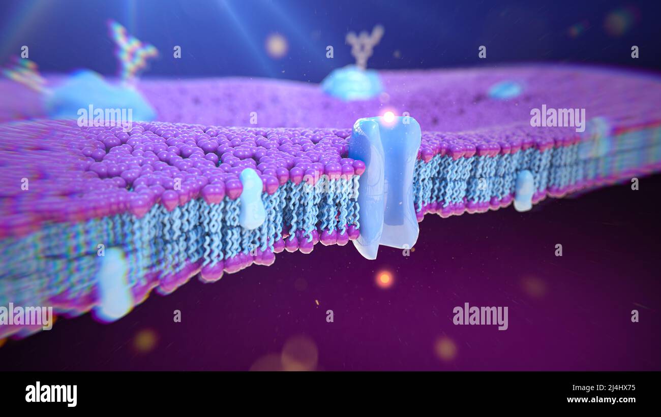 Transport across biological membranes, illustration Stock Photo Alamy