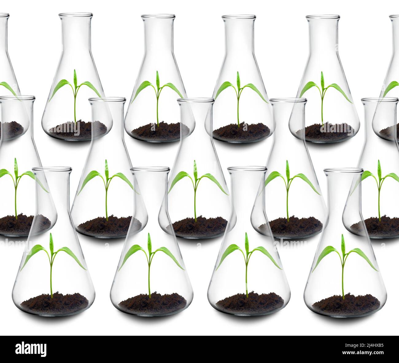 Botany research hi-res stock photography and images - Alamy