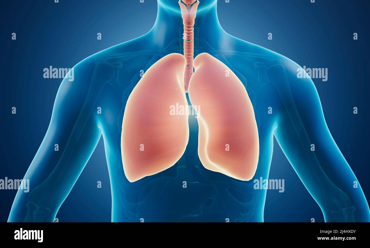 Human respiratory system, illustration Stock Photo