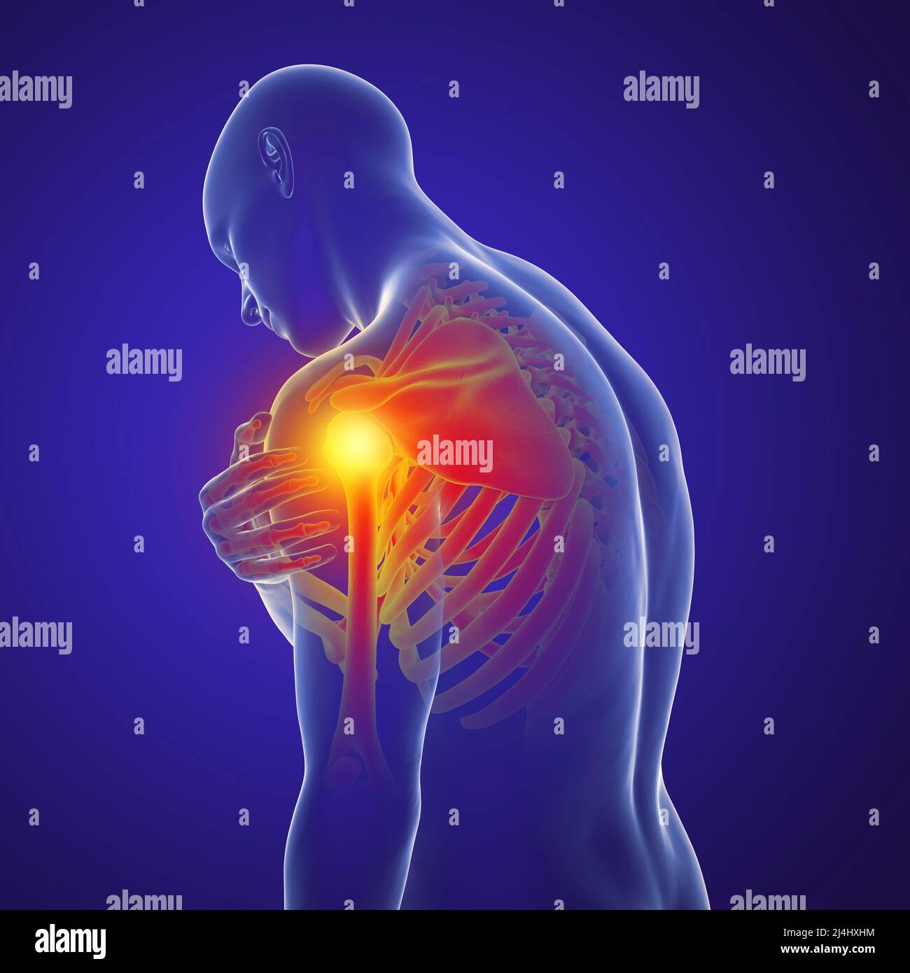 Shoulder Anatomy Vector Illustration Labeled Skeleton And Muscle Scheme 11502 | The Best Porn ...