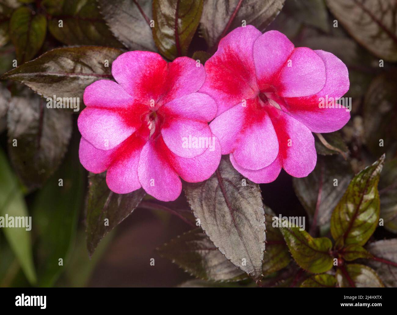 Vivid deep pink and red streaked flowers of Impatiens walleriana New Guinea hybrid on background of dark red leaves in Australia Stock Photo