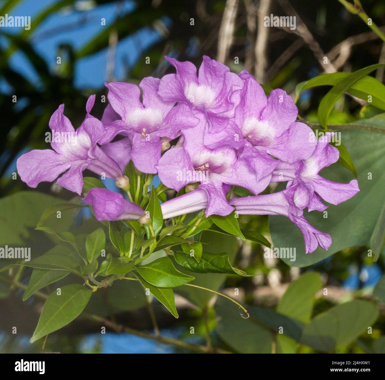 Cluster of stunning mauve flowers of Garlic Vine, Mansoa alliacea syn. Pseudocalymma alliaceum against green leaves in Australia, Stock Photo