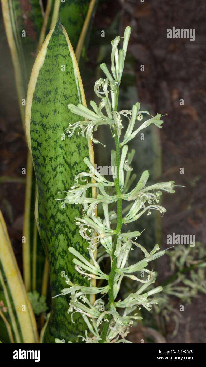 Green and yellow variegated leaves and creamy white flowers of Sansevieria trifasciata 'Laurentii', Snake Plant, Mother-in-law's Tongue, in Australia Stock Photo