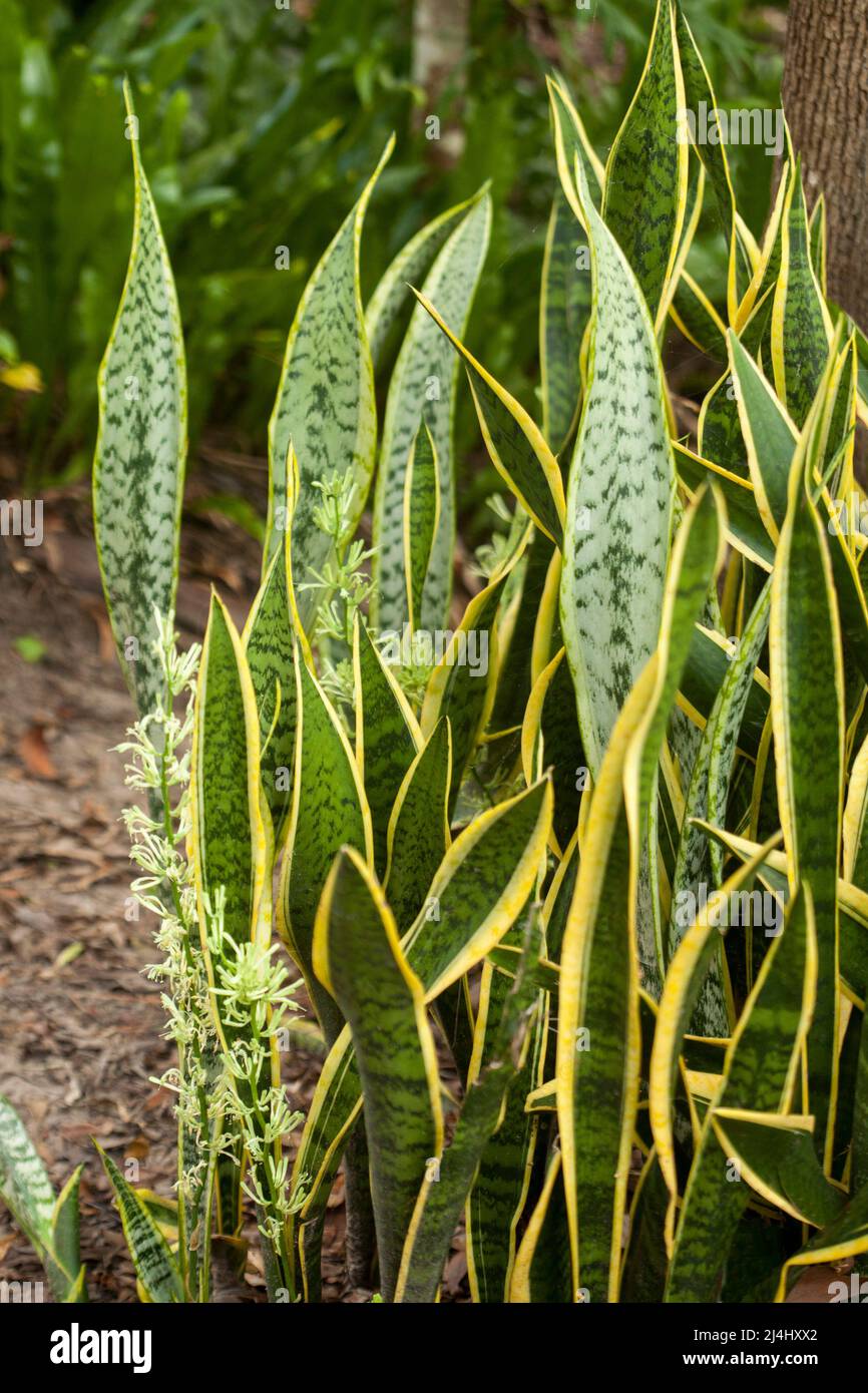 Cluster of green and yellow variegated leaves and creamy white flowers of Sansevieria trifasciata 'Laurentii', Snake Plant, Mother-in-law's Tongue Stock Photo