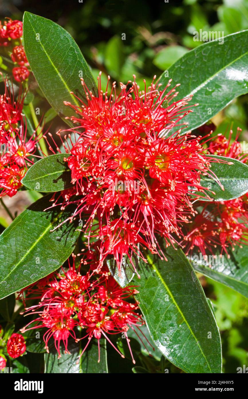 Flowers in the philippines hires stock photography and images Alamy