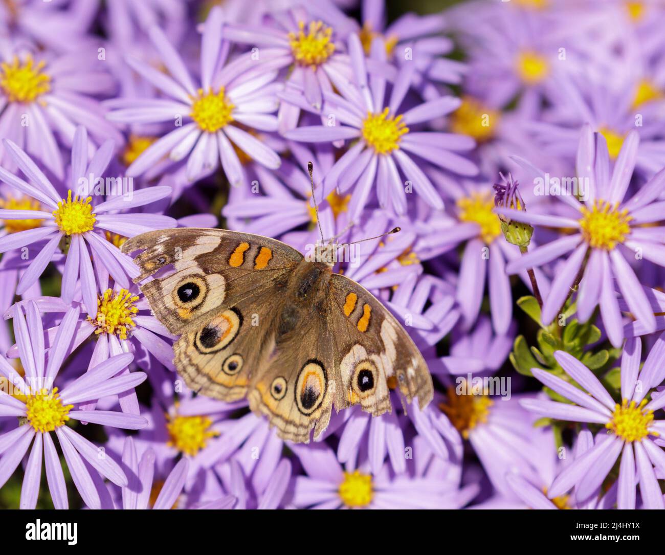 Gray Buckeye butterfly feeding on Shrub Aster. Santa Cruz, California, USA. Stock Photo