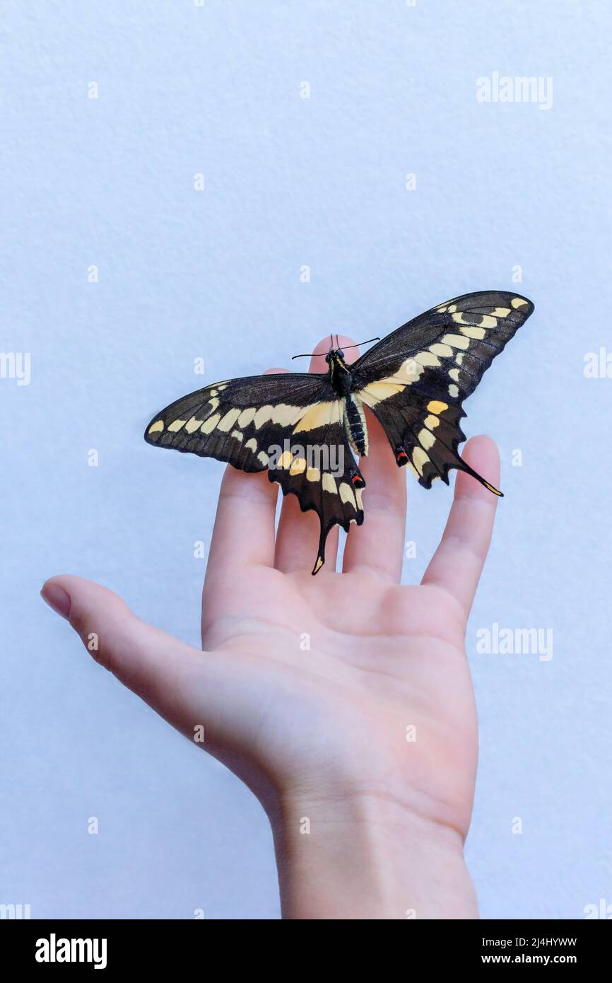 A young girl holding a Giant Swallowtail butterfly, San Diego, California Stock Photo