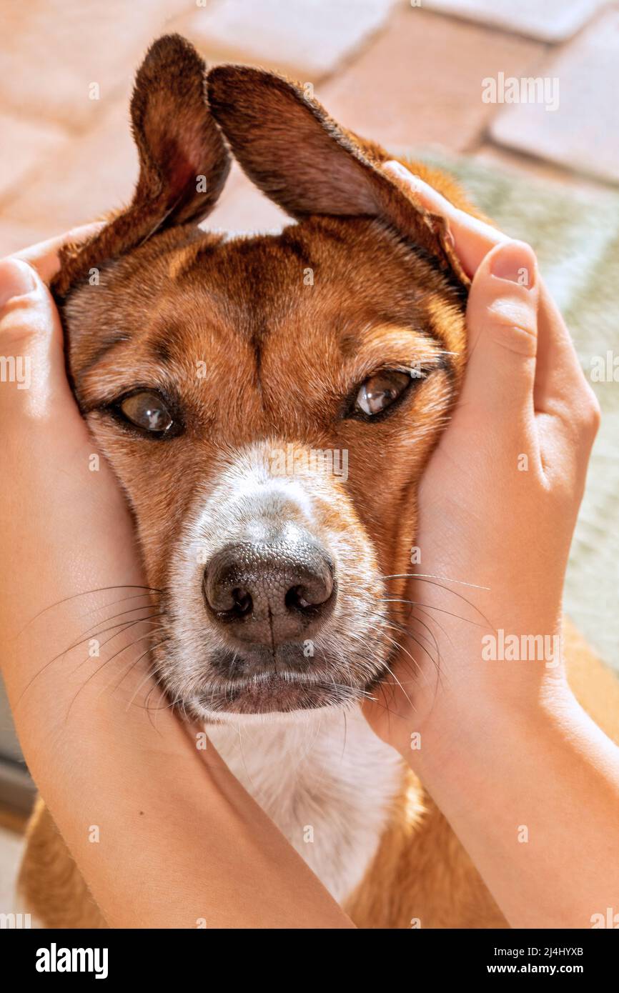 Funny mixed breed dog face Stock Photo