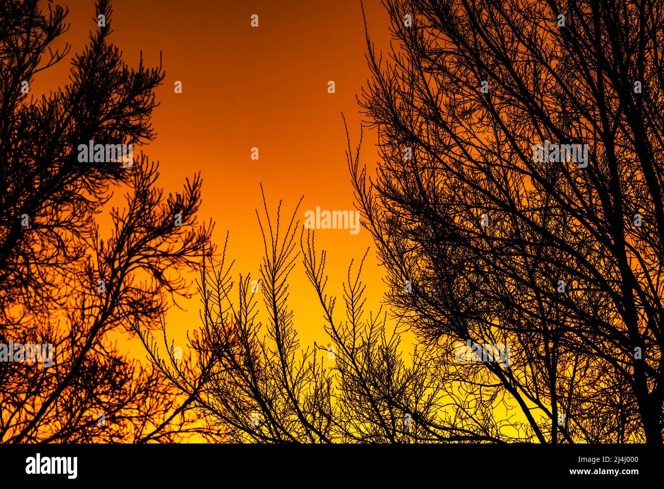 A forest looks like it is on fire Stock Photo - Alamy