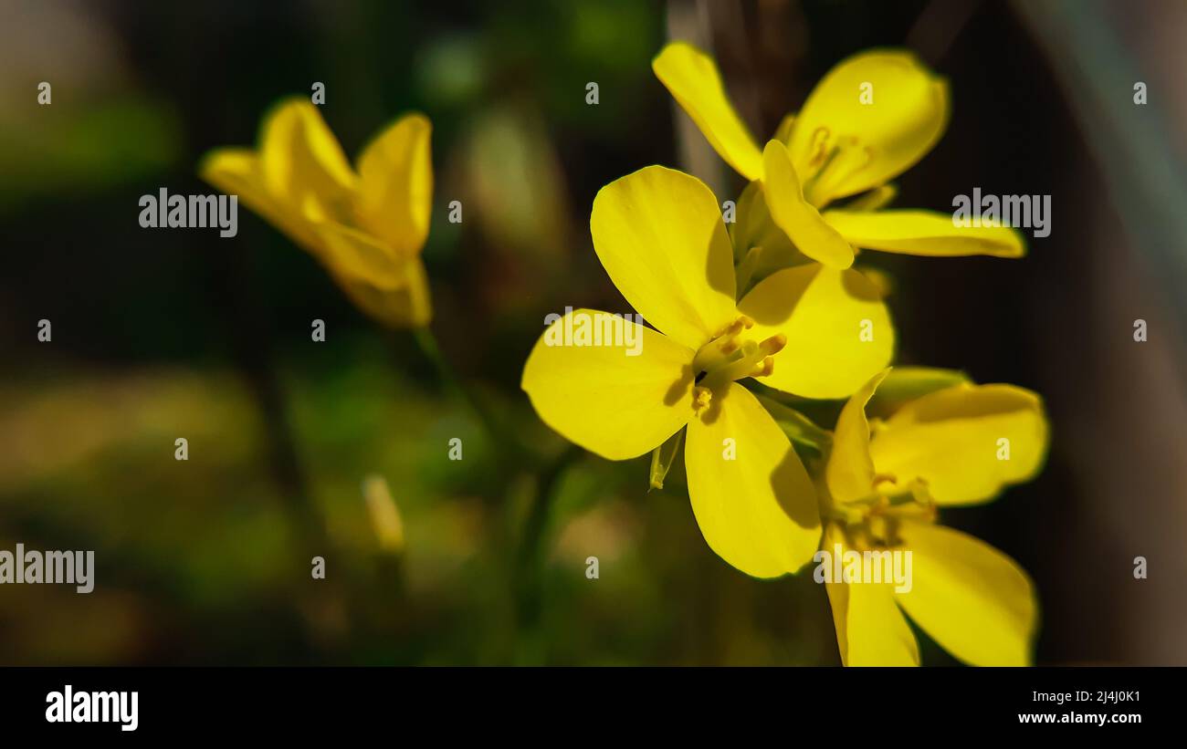 Close up of mustard flowers. The mustard plant is any one of several