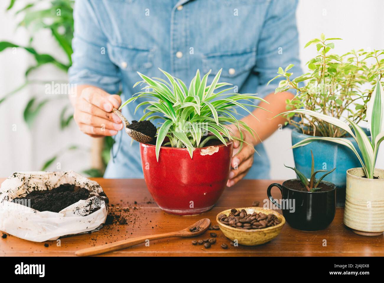 Recycle used coffee grounds, using used coffee grounds as fertilizer