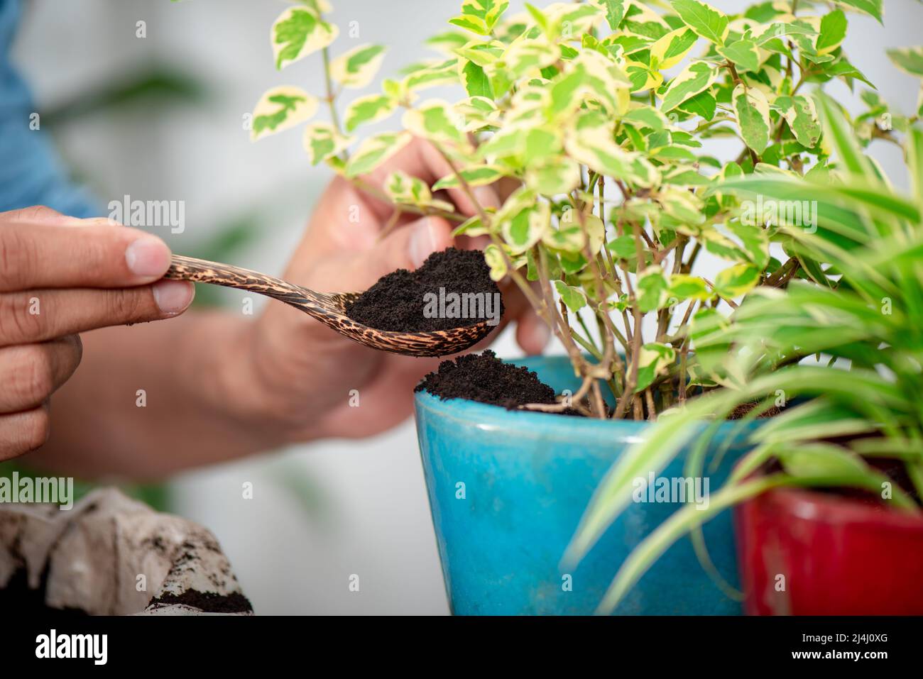 Recycle used coffee grounds, using used coffee grounds as fertilizer