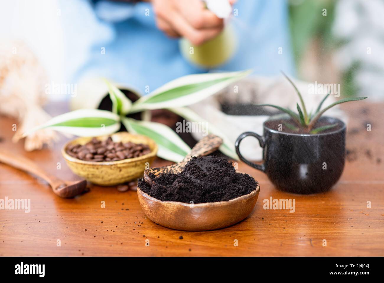 Recycle used coffee grounds, using used coffee grounds as fertilizer Stock Photo Alamy
