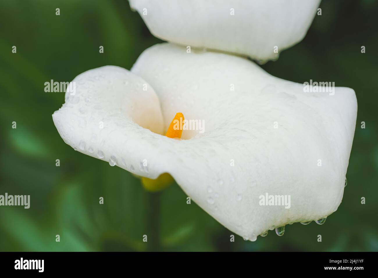 Calla lily with water drops hi-res stock photography and images - Alamy