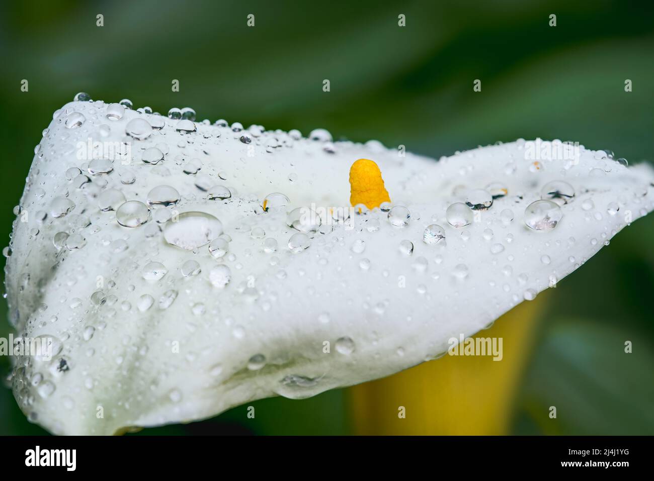 Calla Lily flowers with drops of water after rain, and dark green ...