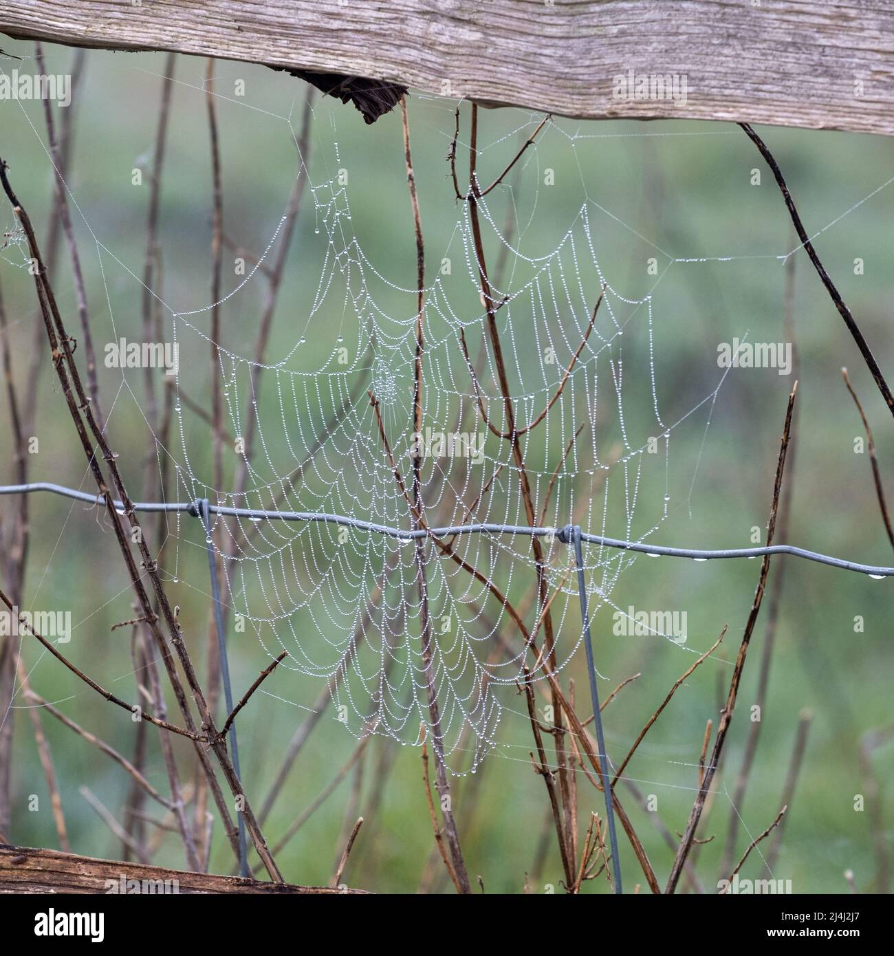 A cobweb on a wire fence covered in morning dew Stock Photo