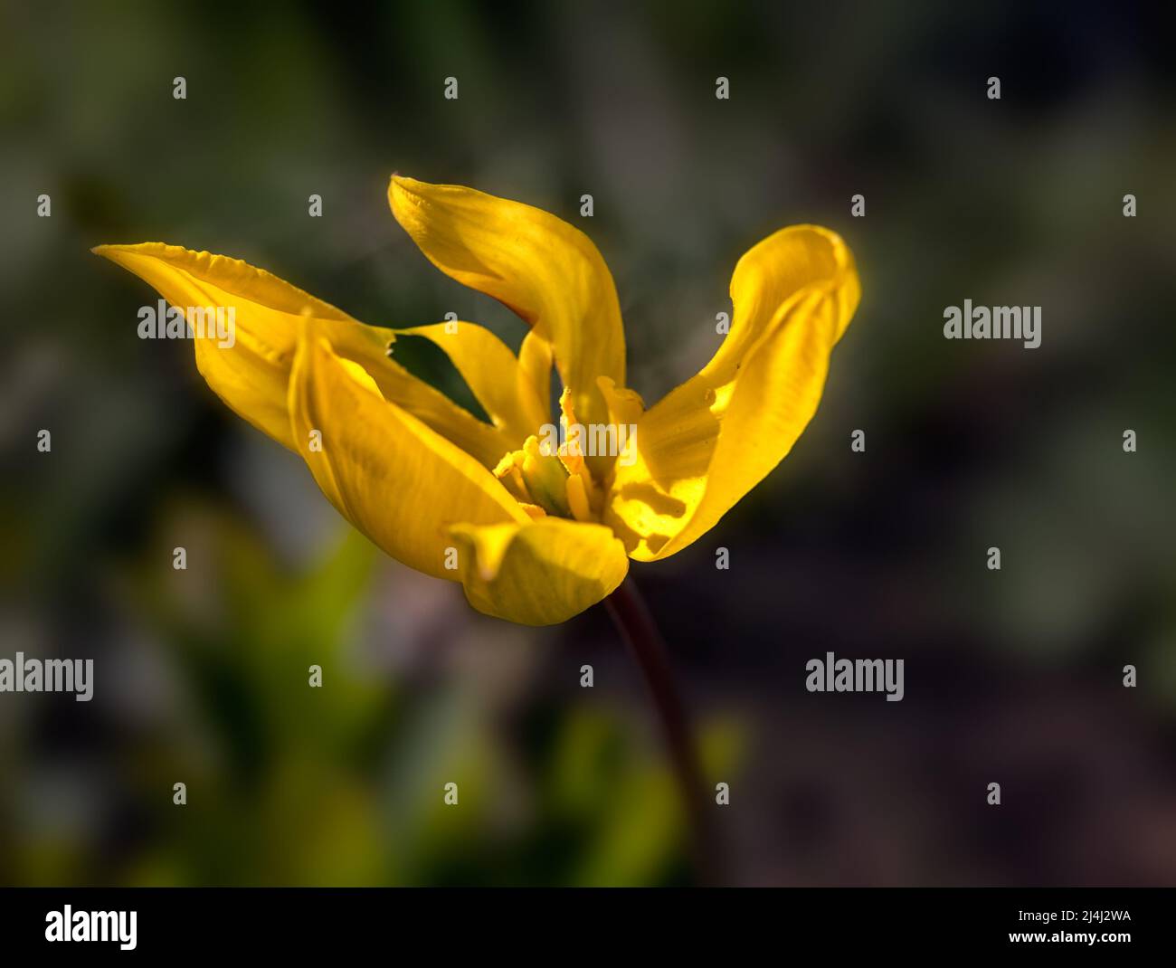 Wild tulip species hi-res stock photography and images - Alamy
