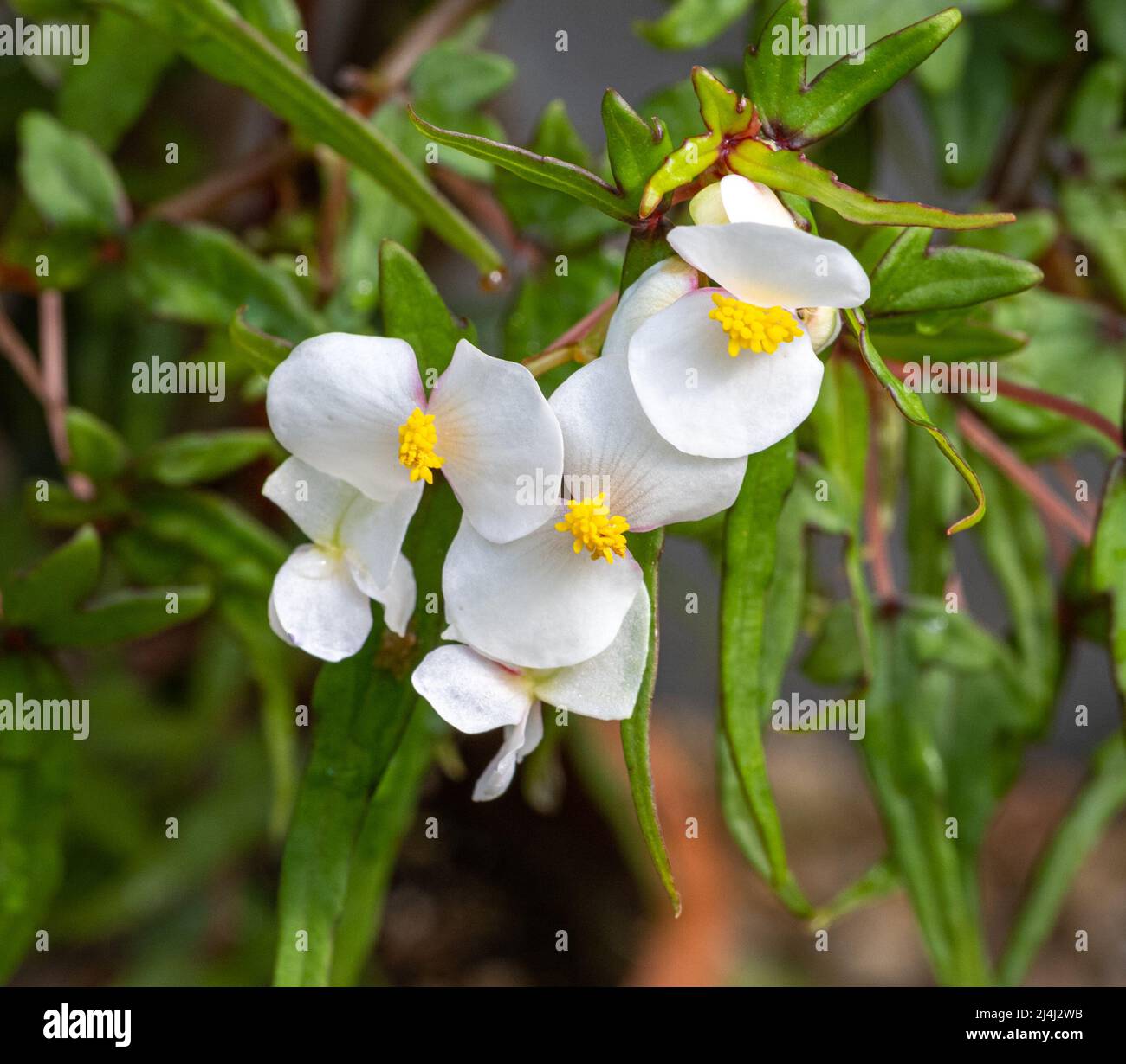 Flower of the Begonia dregei. Botanical Garden, KIT Karlsruhe, Germany, Europe Stock Photo