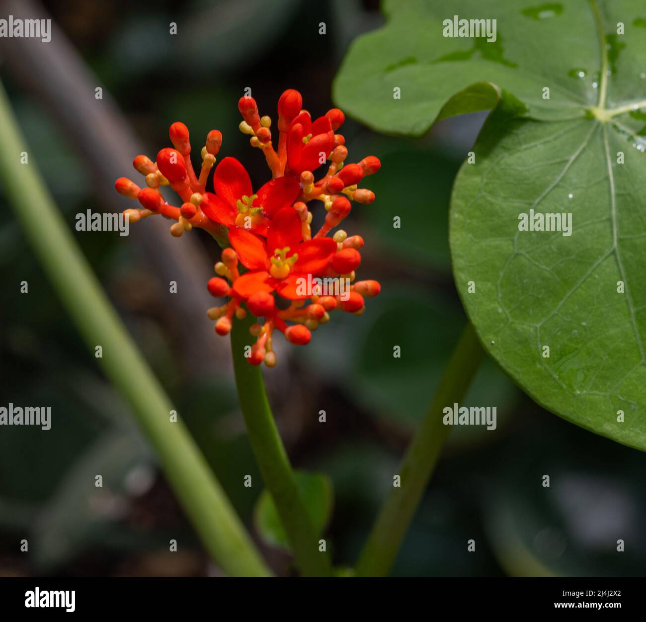 Buddha belly plant or gout plant (Jatropha podagrica), Euphorbiaceae