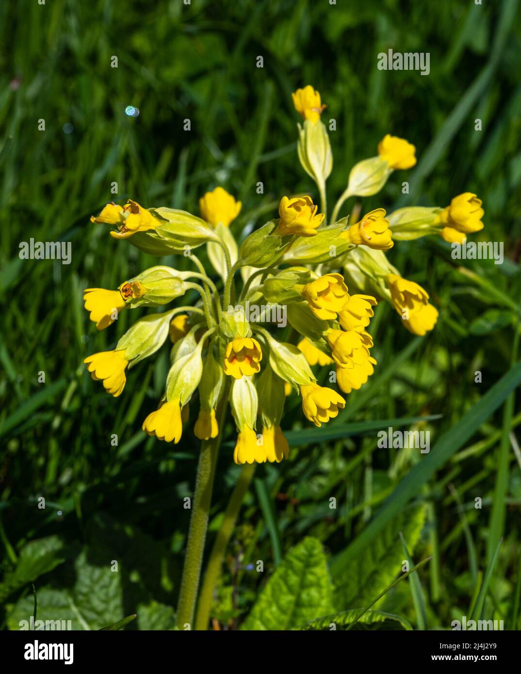 Cowslip, Primula veris, Primula officinalis, Primulaceae Stock Photo
