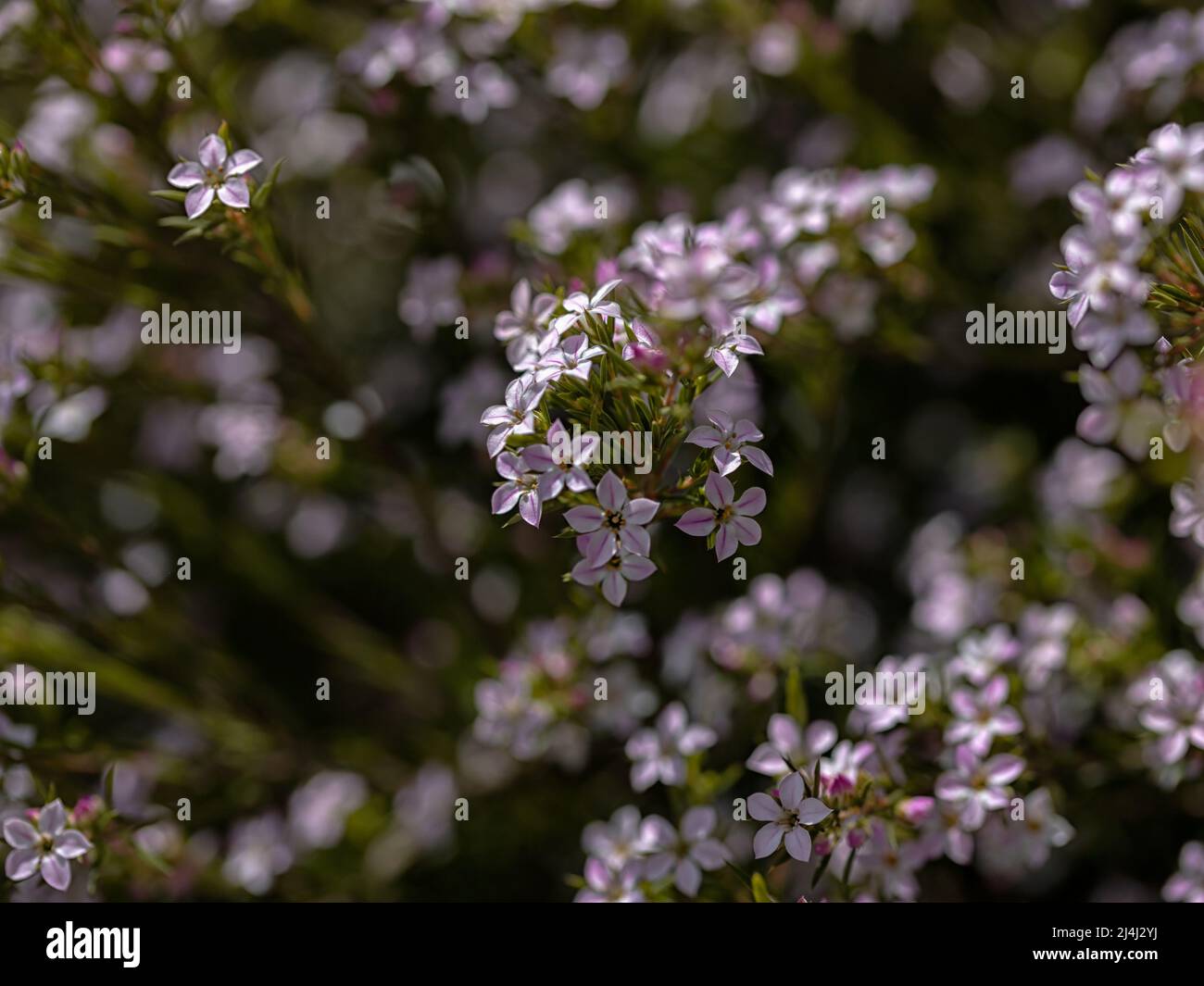 Closeup of flowers of Coleonema pulchellum 'Pink Fountain' in a garden in Spring Stock Photo